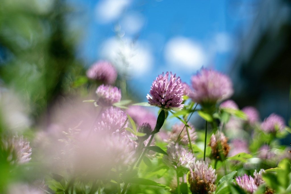colorful flowers