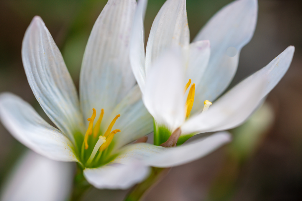 Colorful flowers5