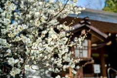 白梅　乃木神社にて