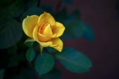 古河庭園にて 4