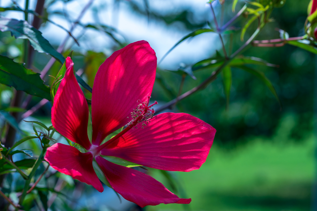 Colorful flowers1