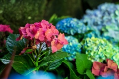 紫陽花 としまえんにて