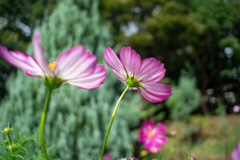 Cosmos(秋桜)