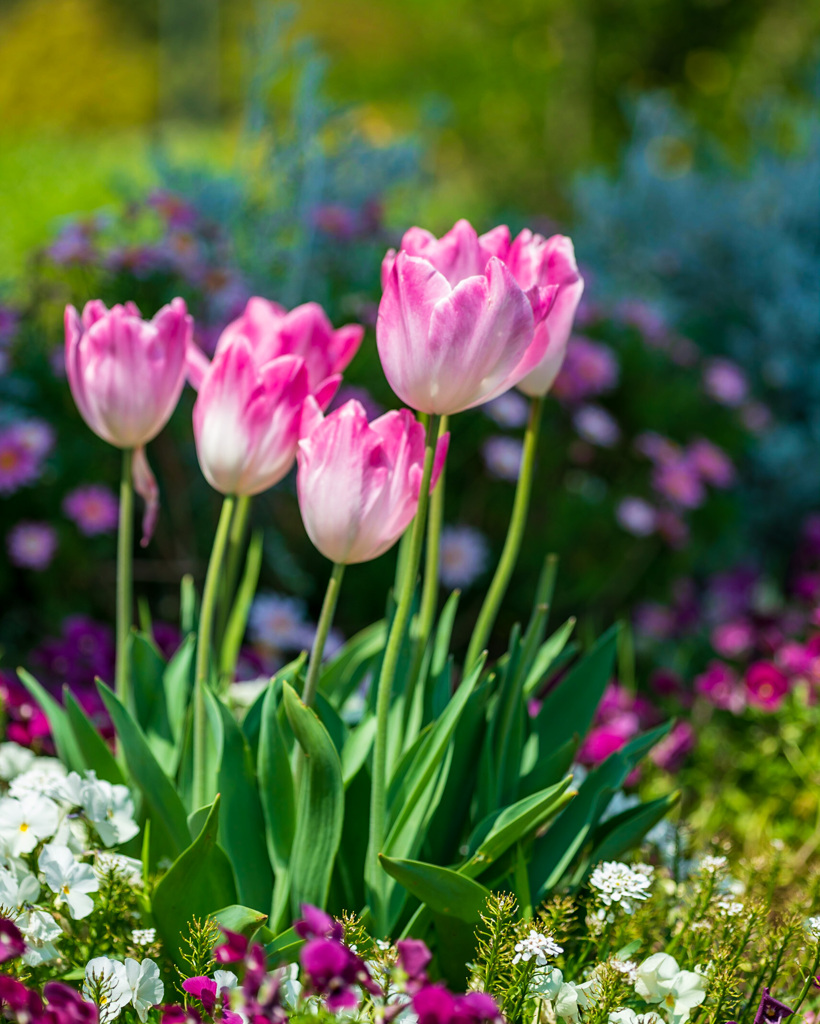 Colorful flowers