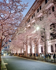 日本橋　桜