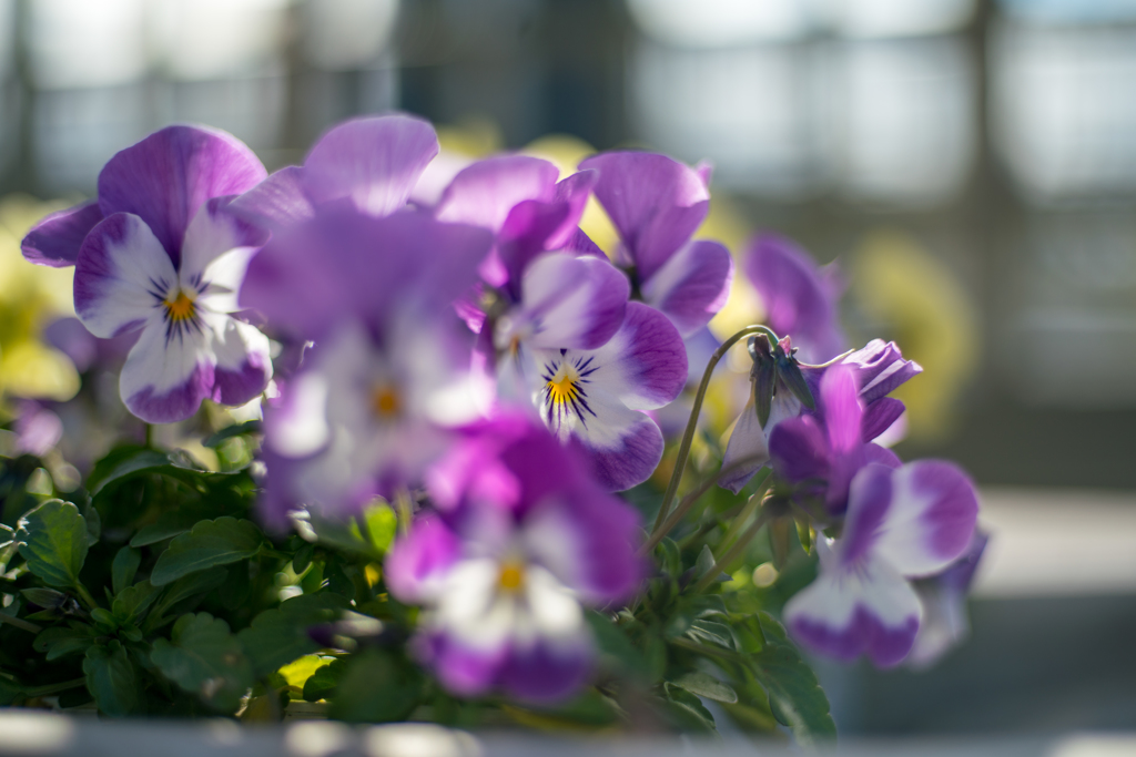 colorful flowers1