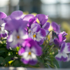 colorful flowers1