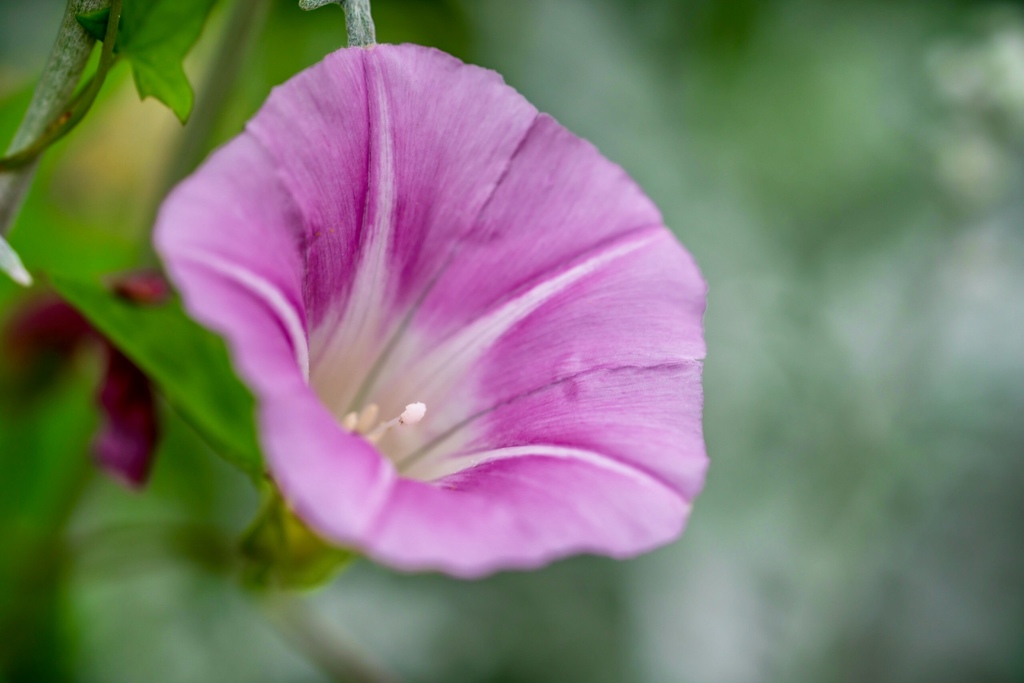 Colorful flowers    昼顔
