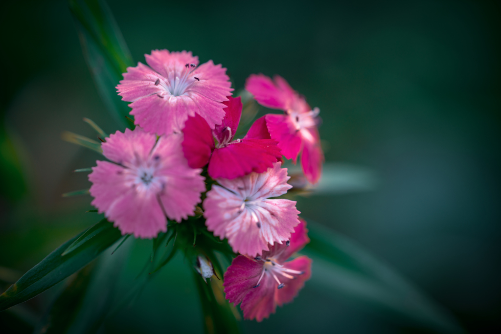 Colorful flowers5