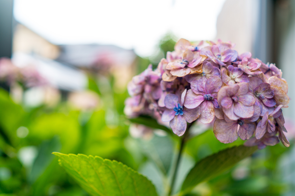 自宅の花達３