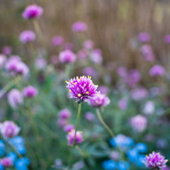 colorful flowers4