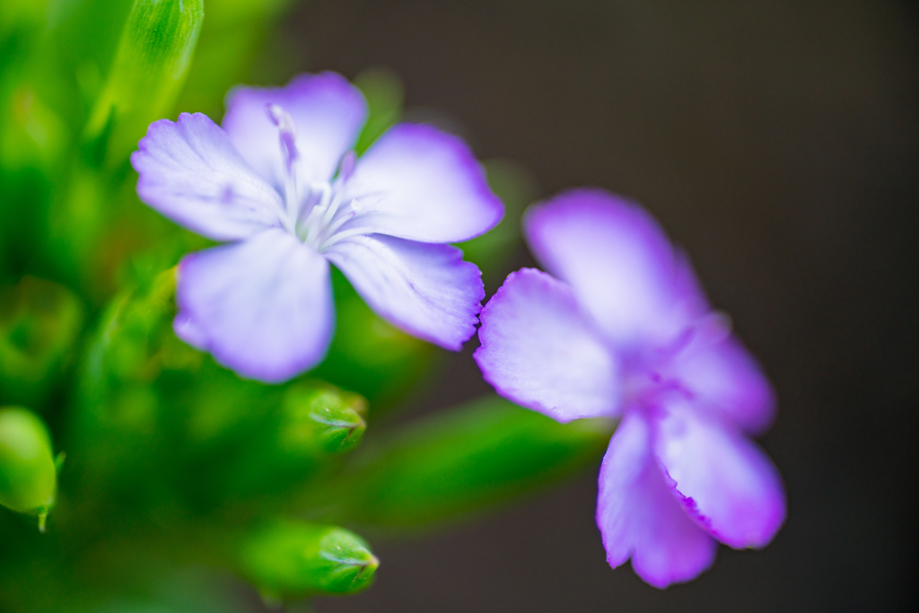 colorful flowers2