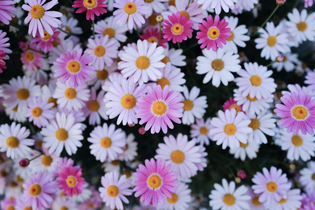 Colorful flowers