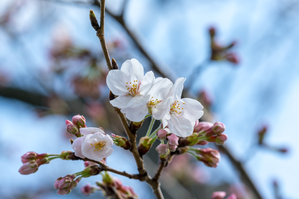 桜あれこれ6