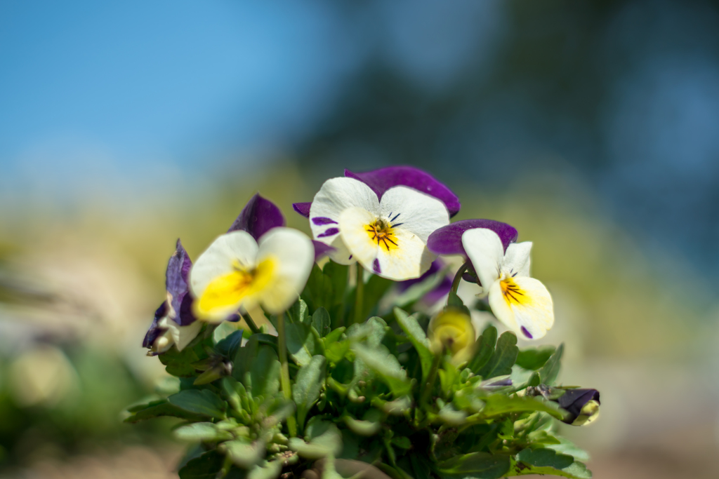 colorful flowers4