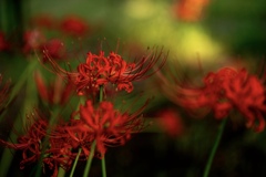 Colorful flowers (彼岸花)