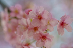 河津桜