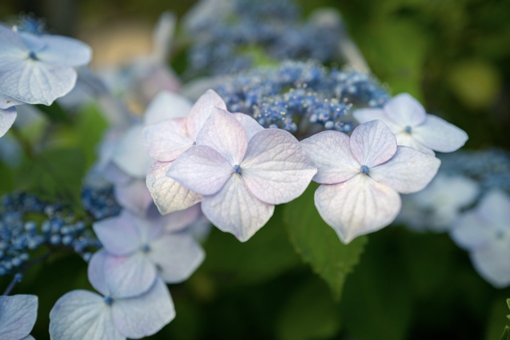 Colorful flowers