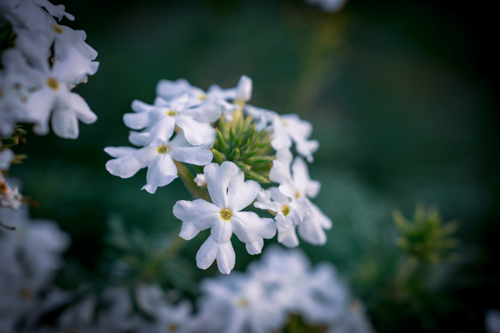 Colorful flowers2