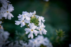 Colorful flowers2