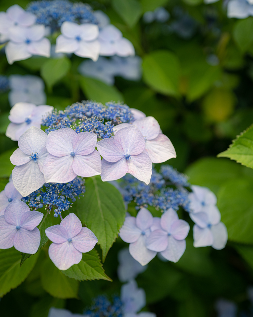 Colorful flowers