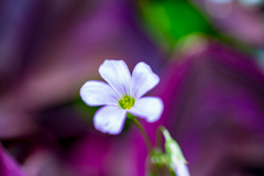 colorful flowers4
