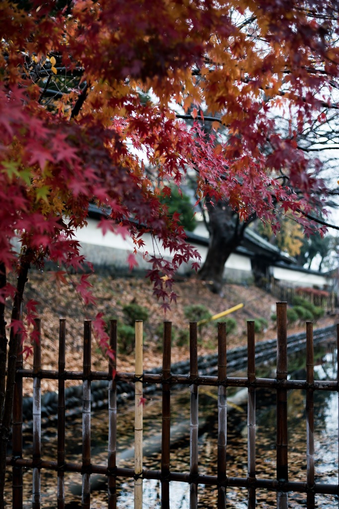 autumn colors