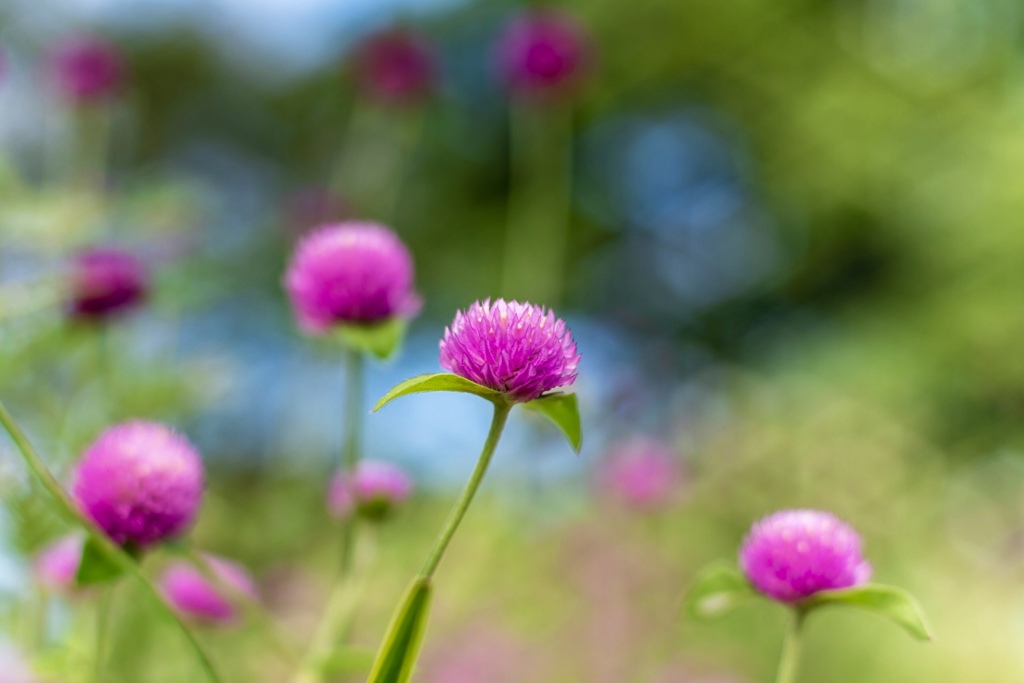 Colorful flowers