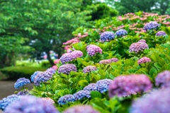 紫陽花