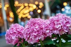 紫陽花 としまえんにて