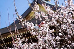 梅　湯島天神にて