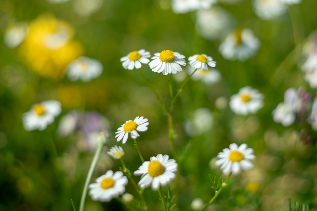 colorful flowers5