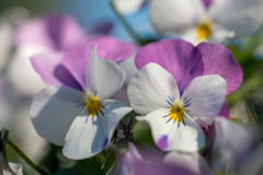 colorful flowers1