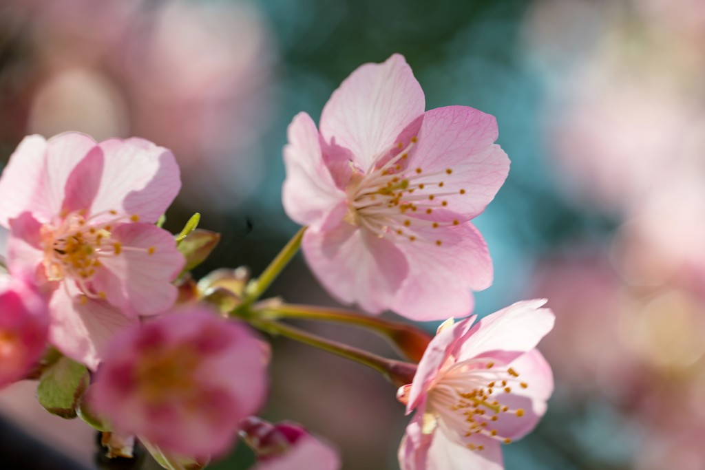 colorful flowers5