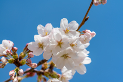 桜あれこれ２