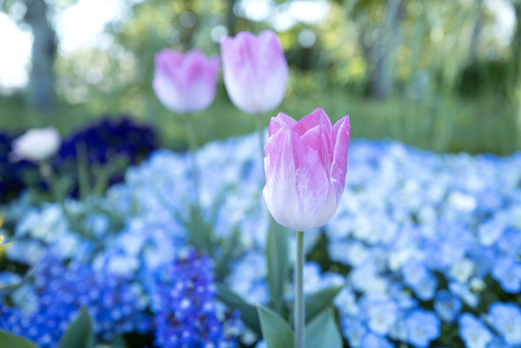 Colorful flowers 