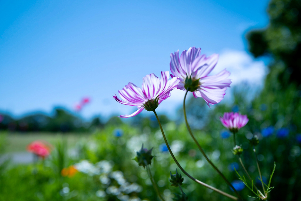 Colorful flowers