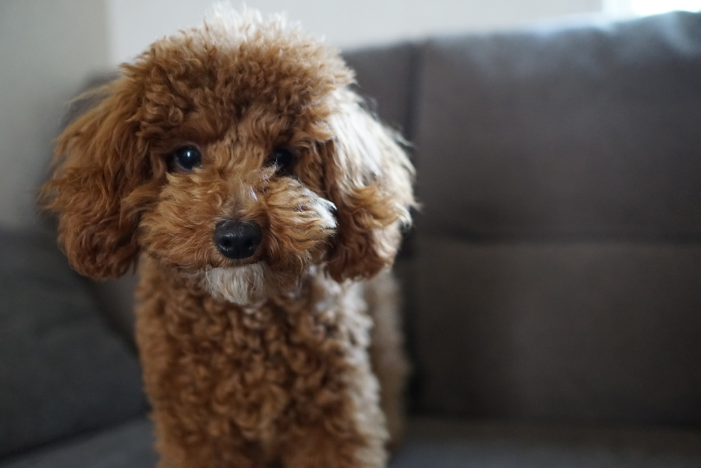 愛犬 める