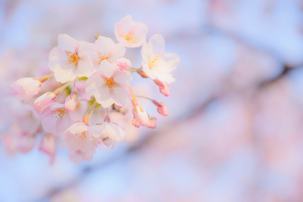 桜咲く