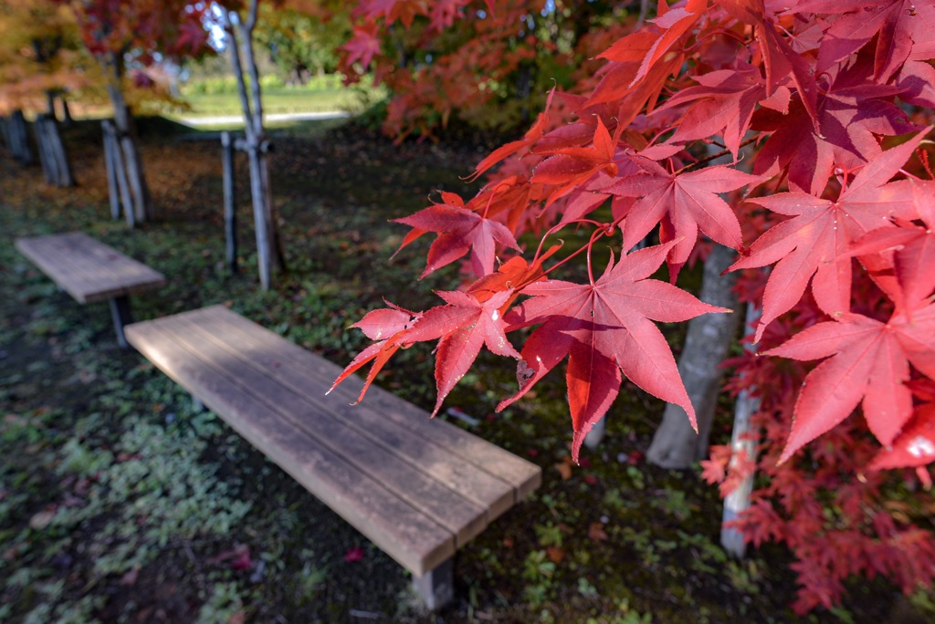 紅葉狩り