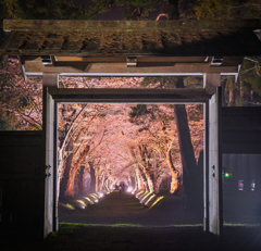 桜のトンネルへ