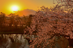 夕日と桜