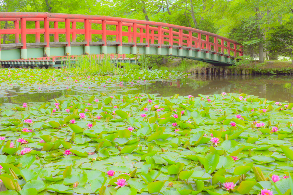 八郎沼公園スイレン