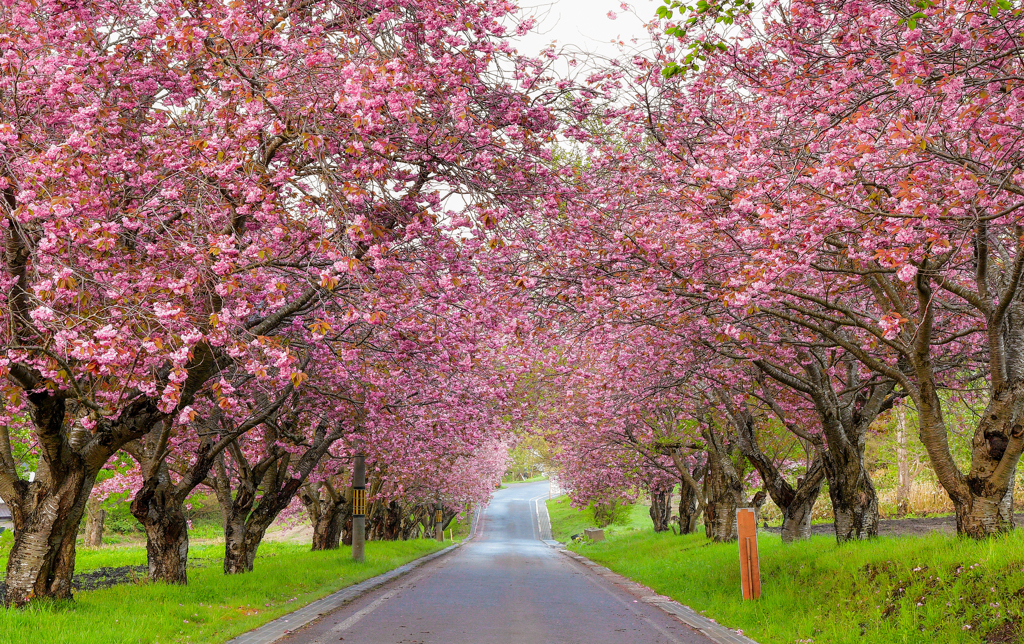 遅咲き桜