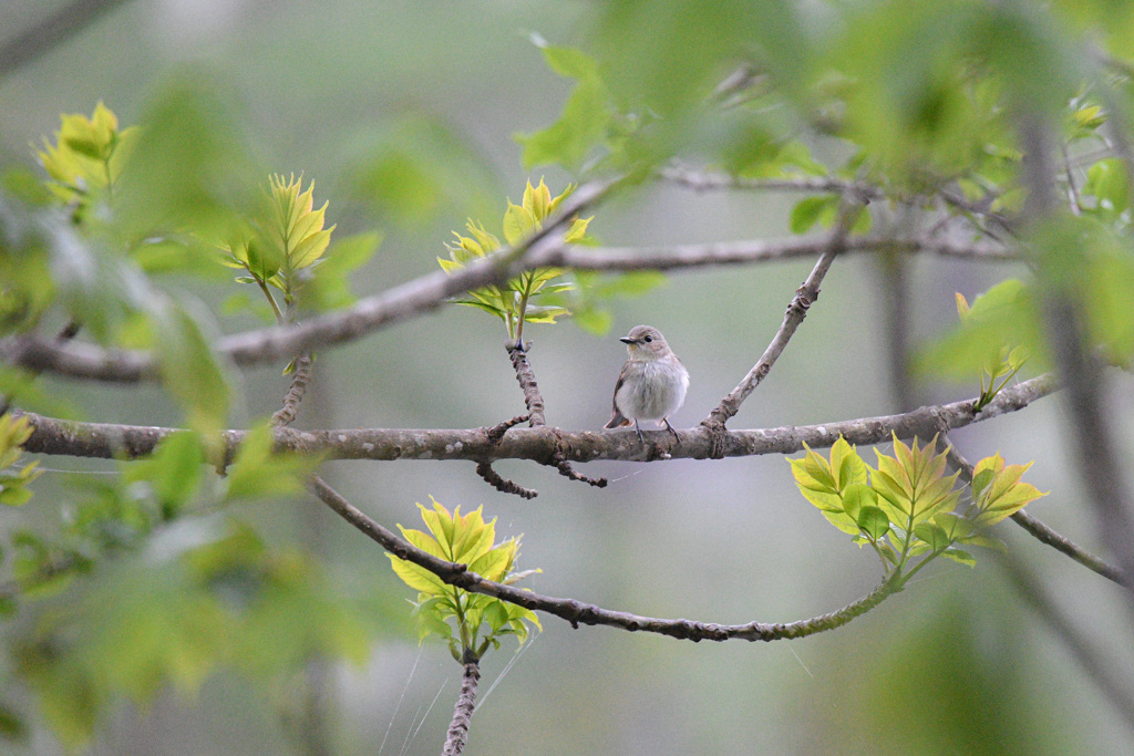 キビ♀