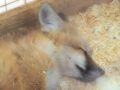 すやすや…