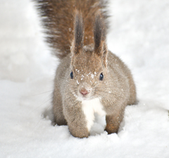 雪ついてるよ