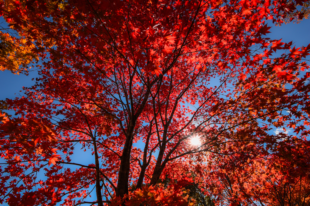 逆光紅葉