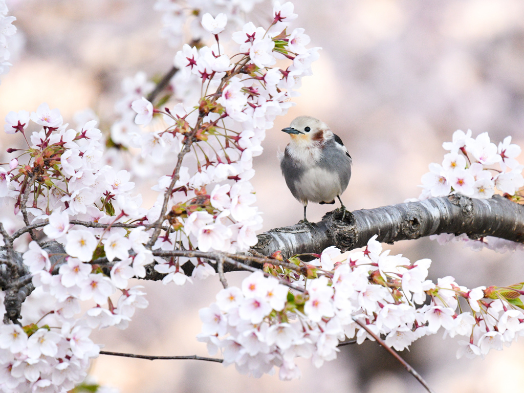 お花見