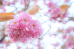 八重桜